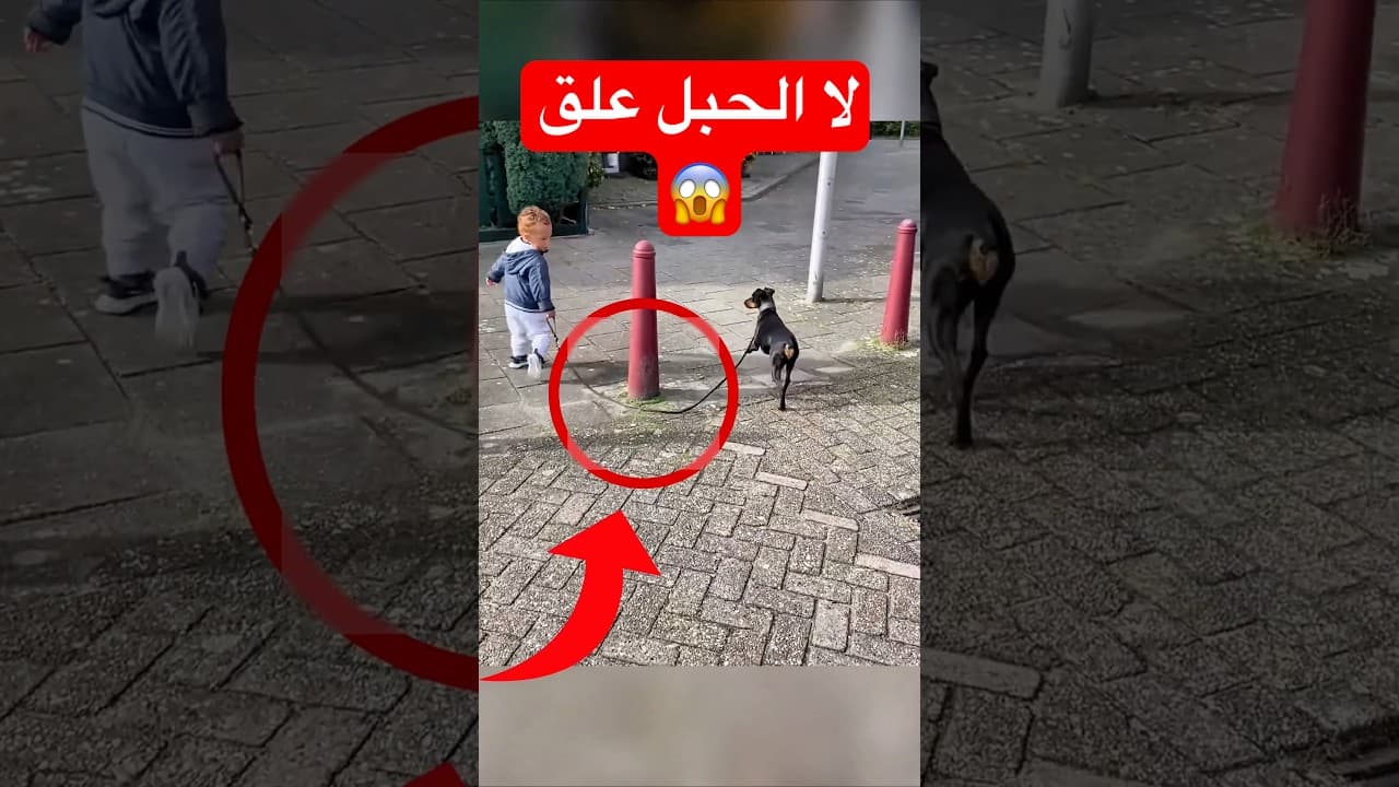 الكلب أذكى من الطفل…!#shorts #shortvideo #shortsfeed #اسلاميات