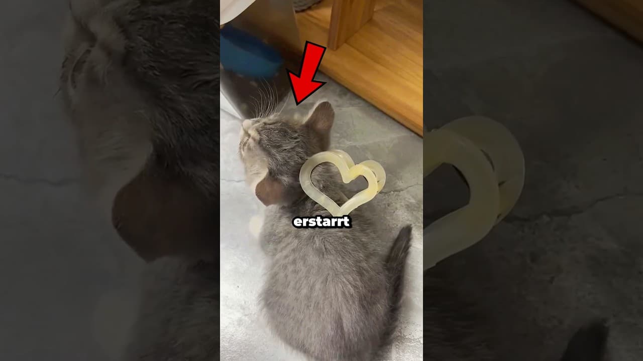 Wieso erstarren Katzen wenn man sie am Nacken packt?! 😳 (Cats/TT)