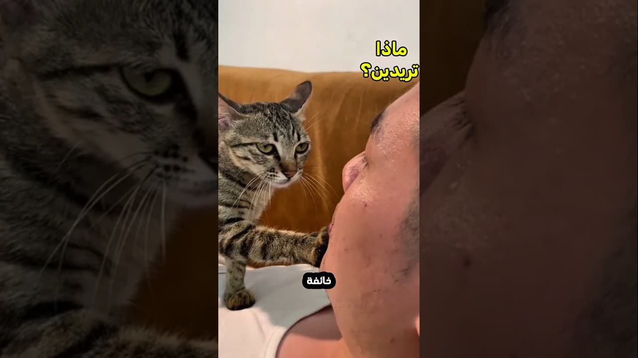 القطة تريد من صديقها ان يحبها!😮