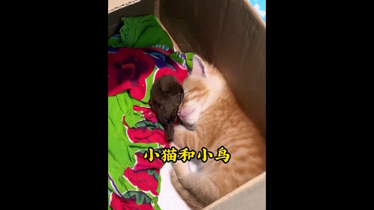 女孩捡到一只小猫和小鸟，没想到它们之间建立了令人动容的羁绊 #animals #pets #cats  #birds