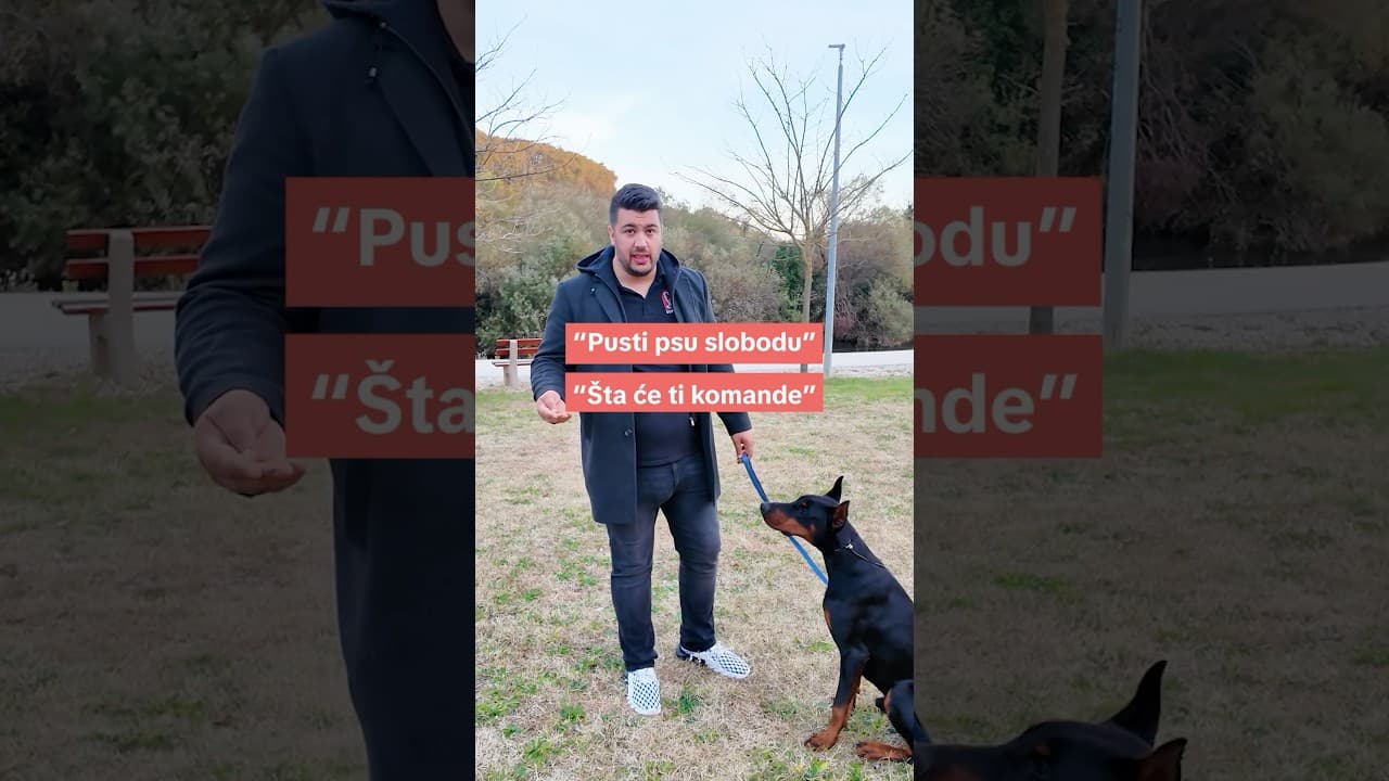 Komande služe da omogućimo suživot psa i čovjeka! #superdog #dresurapasa #nepostojilospas #pas