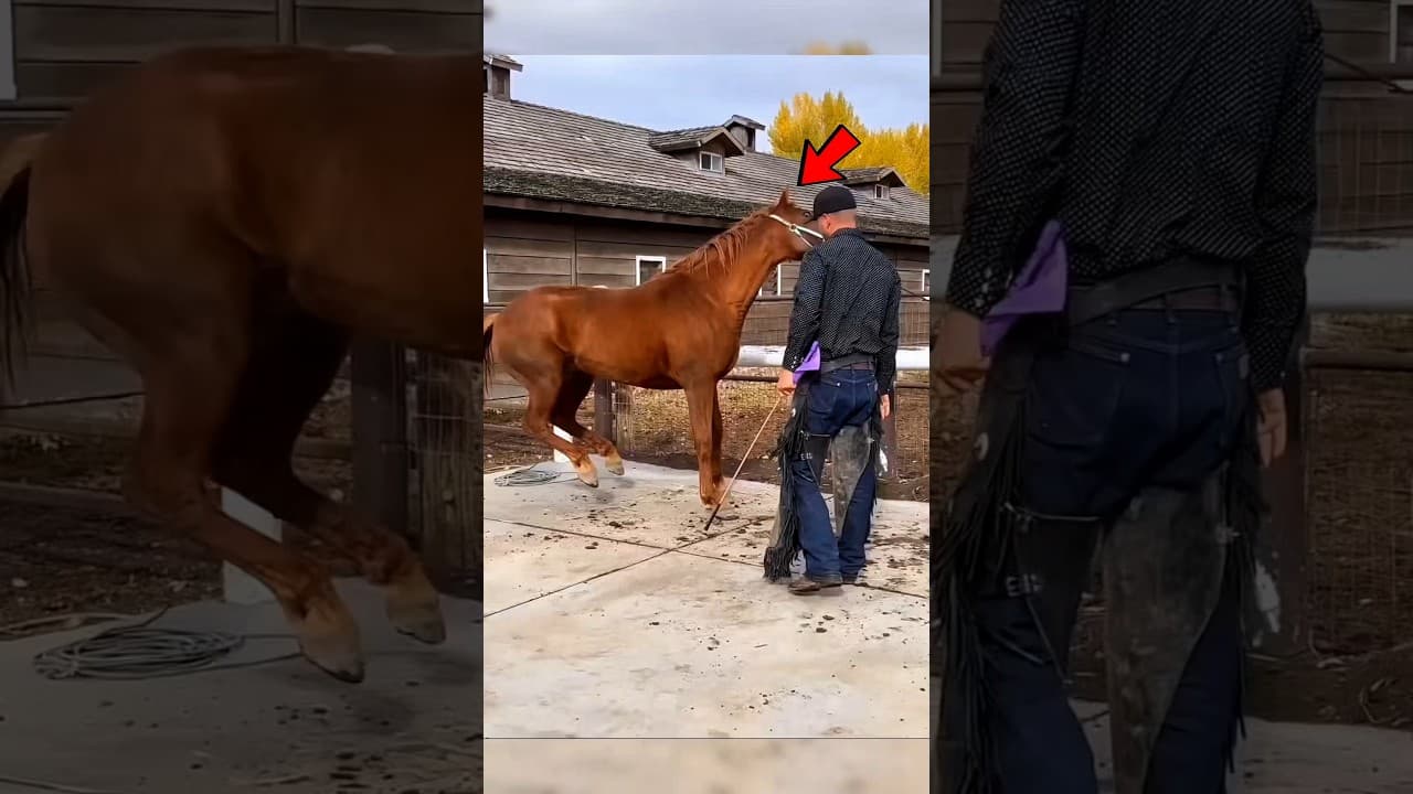 This Horse Was in Extreme Pain||One Small Act Changed Everything 💔🐎#shorts
