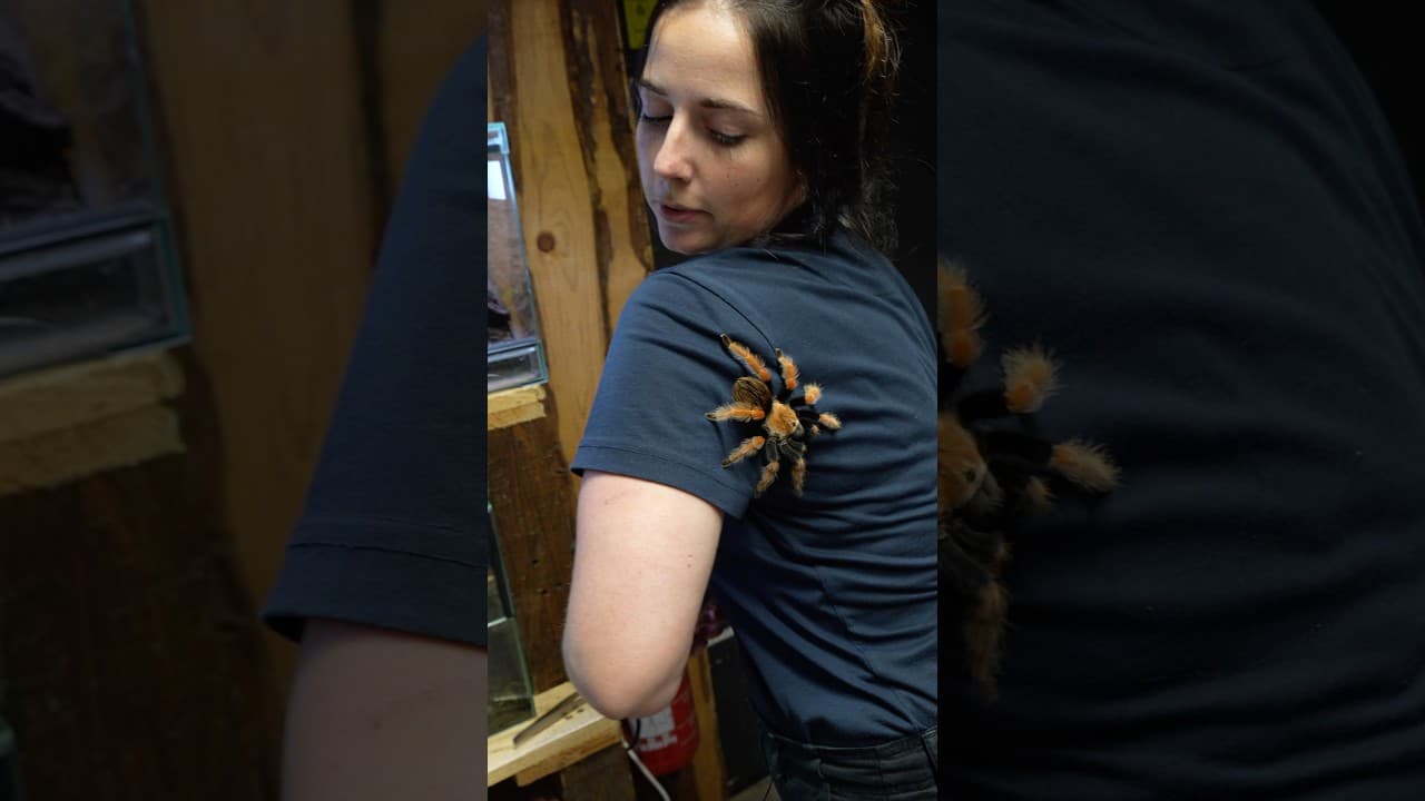 Wie würdest du reagieren? 🕷️🫣 #aquarium #spider #nature