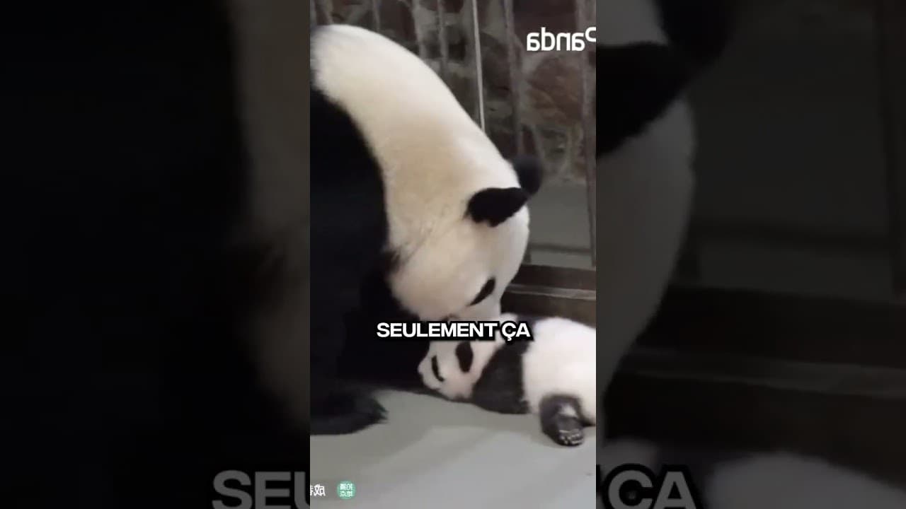 Bébé Panda Avec Une Autre Mère ! 😱😭🐼