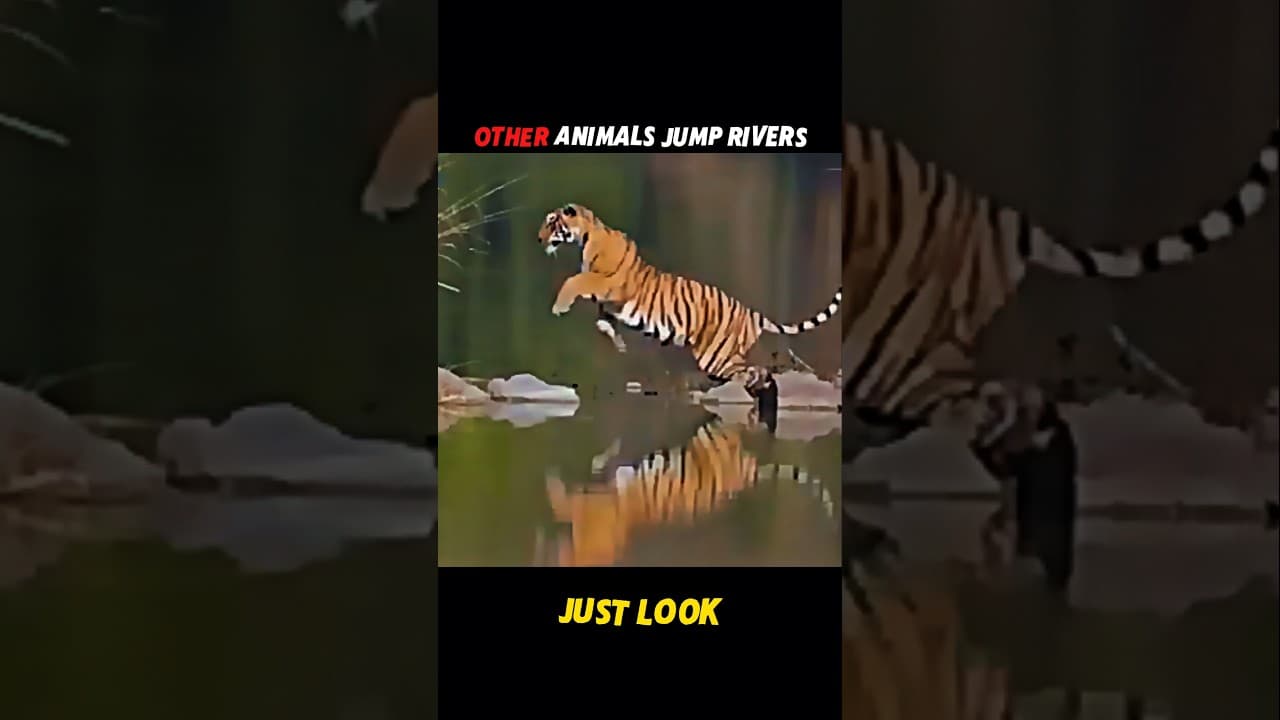 Puma's Incredible Jump Across the River! #shorts #wildlife #animals