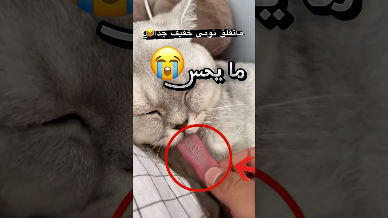 قطه عنده أثقل نوم في المجرة كلها وصارت الصدمة بالنهاية !! 😭 (يا ساتر)