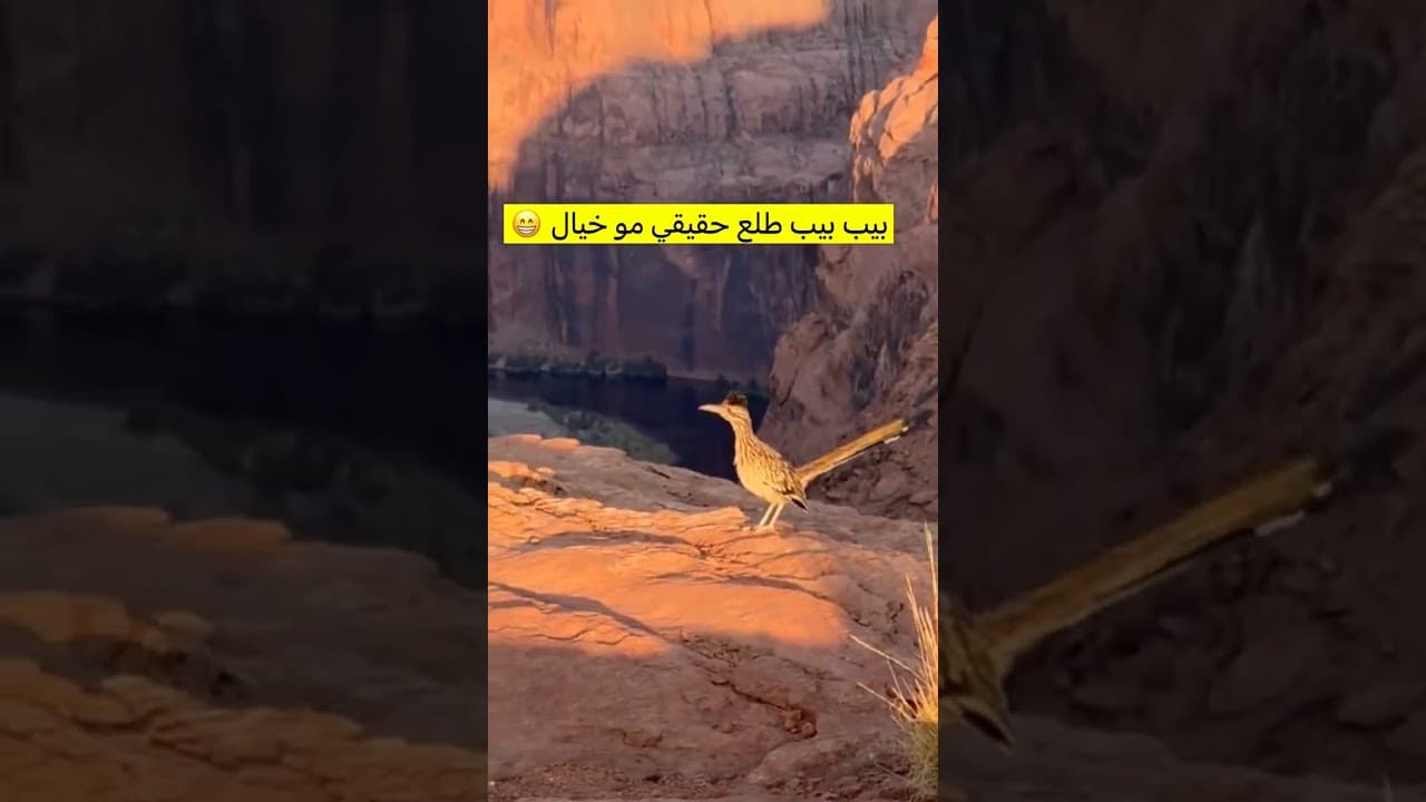 اما طلع صحيح 😳😂💔