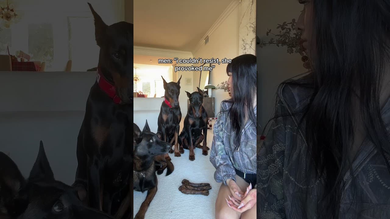 No means no♥️ #doberman #malinois #dogs