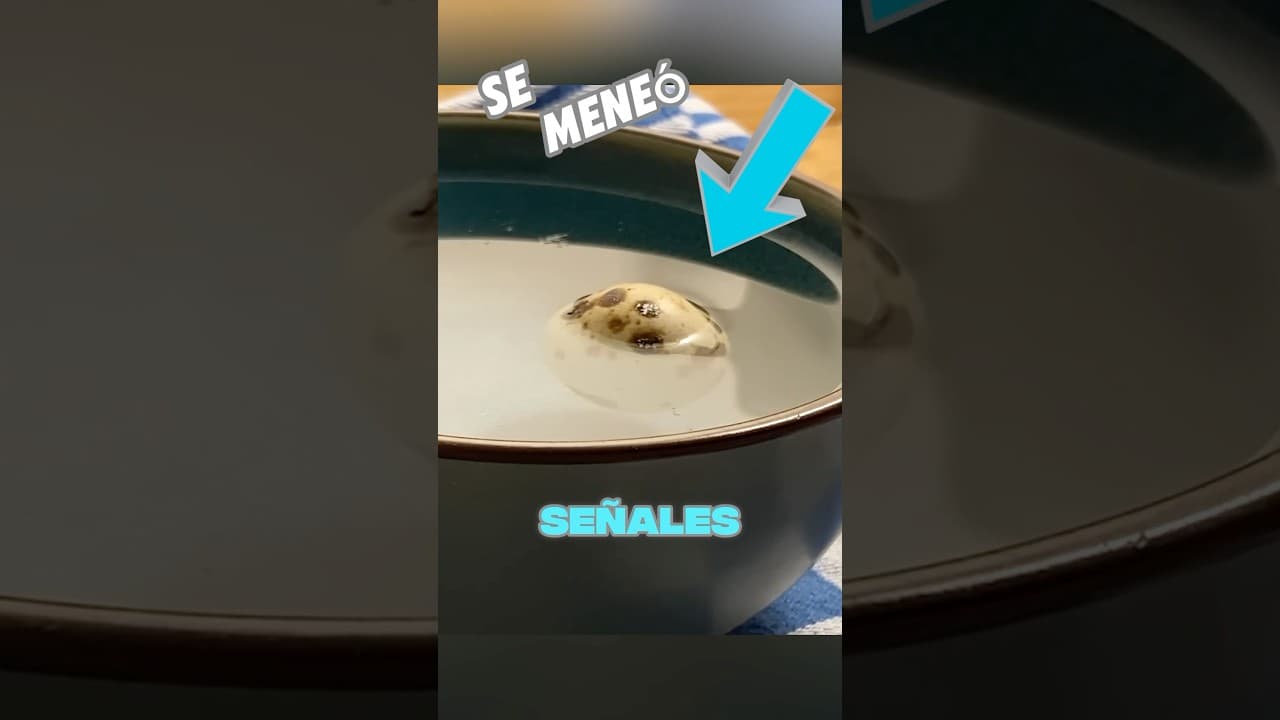 Este hombre incubó un huevo del supermercado y encontró algo MÁGICO ❤️ #shorts