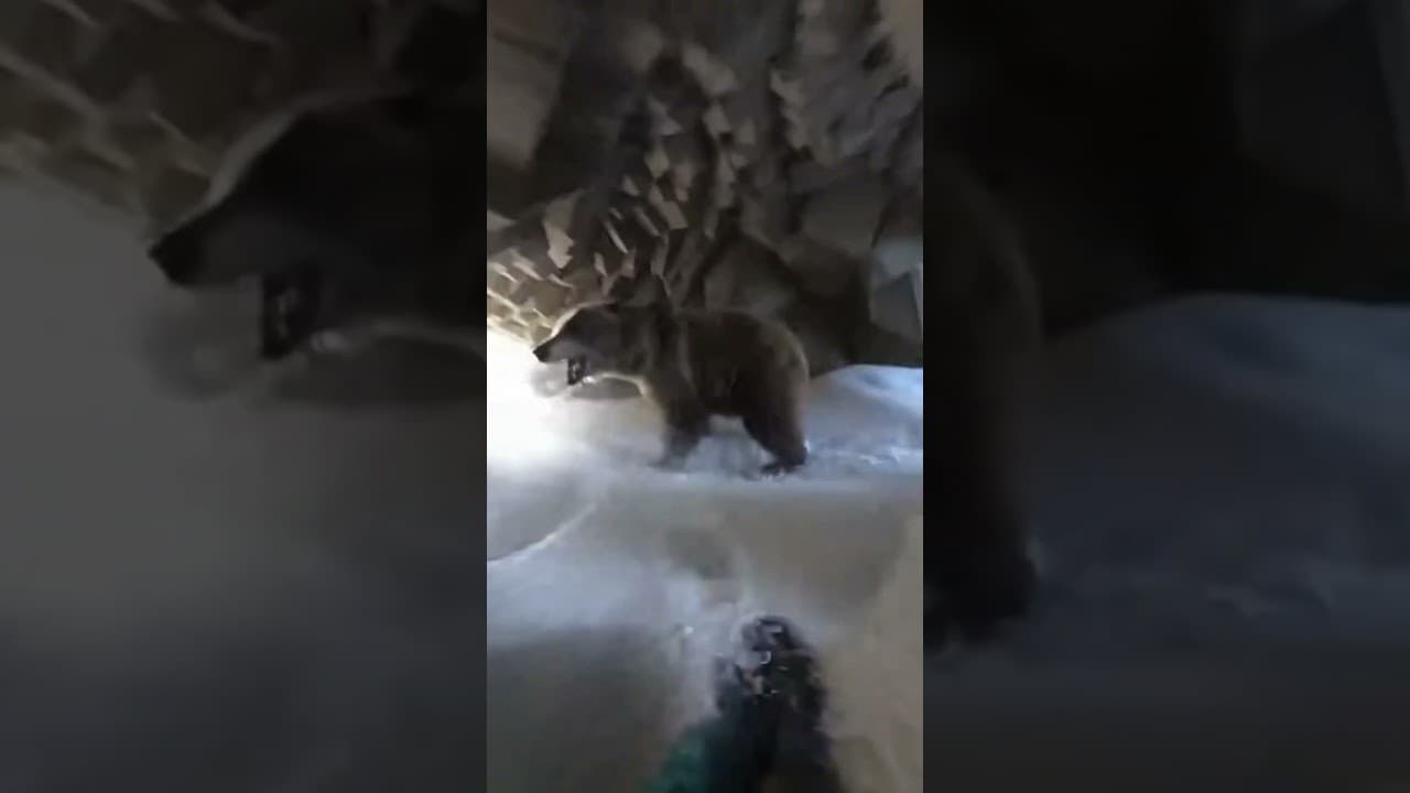 Mama Husky Saves Her Pup from Wolves! 😱🐺🐶❤️ #Shorts #HeroDog #WildlifeRescue #CuriousWolf #animals