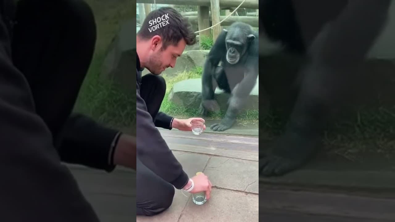 HUMILIATION! Magician Tries a Trick, But Chimp LAUGHS and MOCKS His Failure! 🤣 #MagicFail