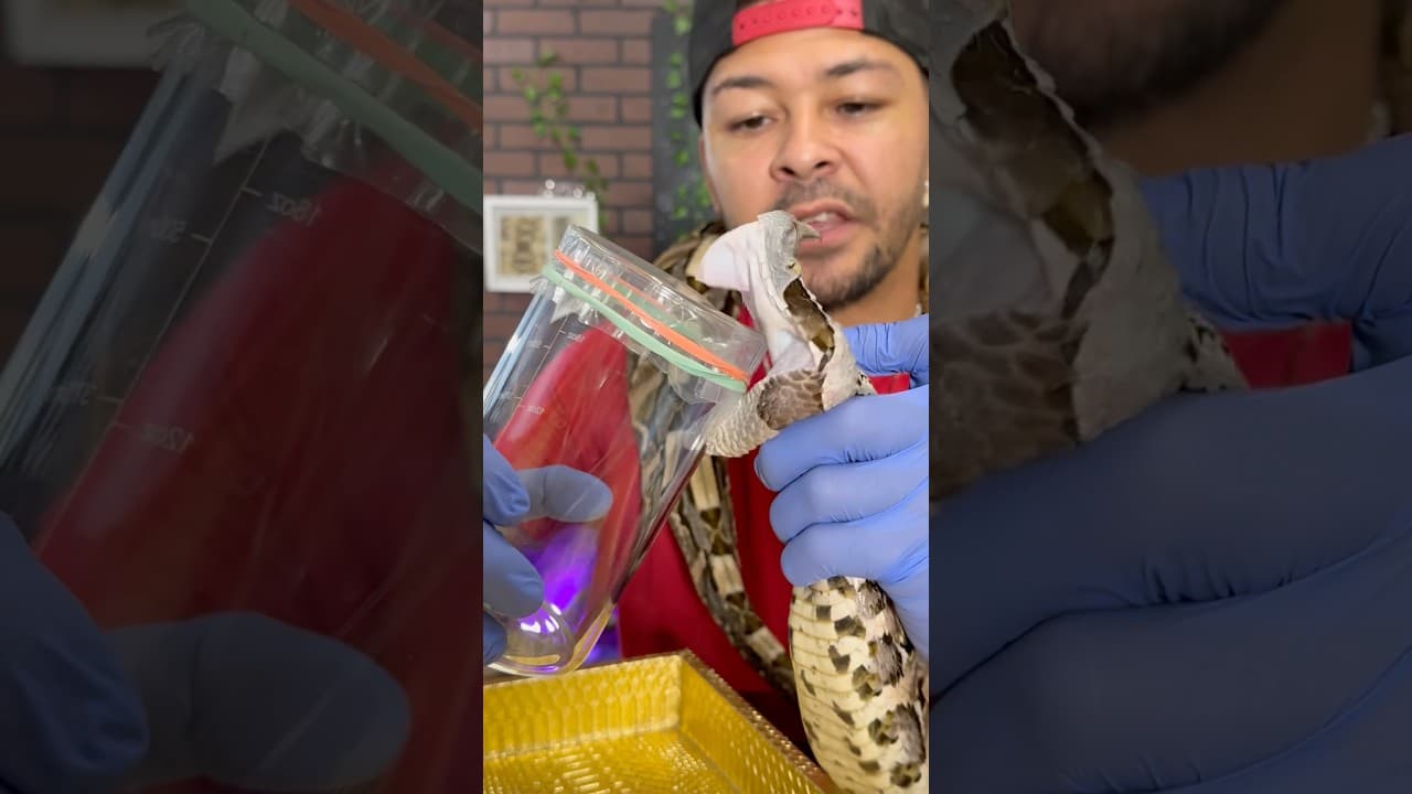 VENOM From The Largest FANGS on EARTH!