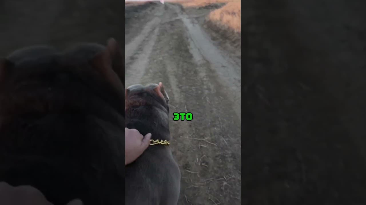 Собака без намордника  @logan.bulli