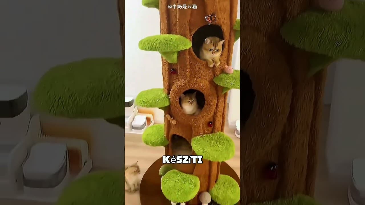 Ezeknek a macskáknak van a világ legjobb otthona! 😻🏡🤯