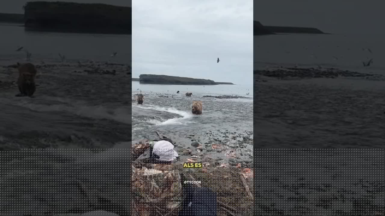 Warum verschwenden Braunbären die Hälfte ihrer Lachse?