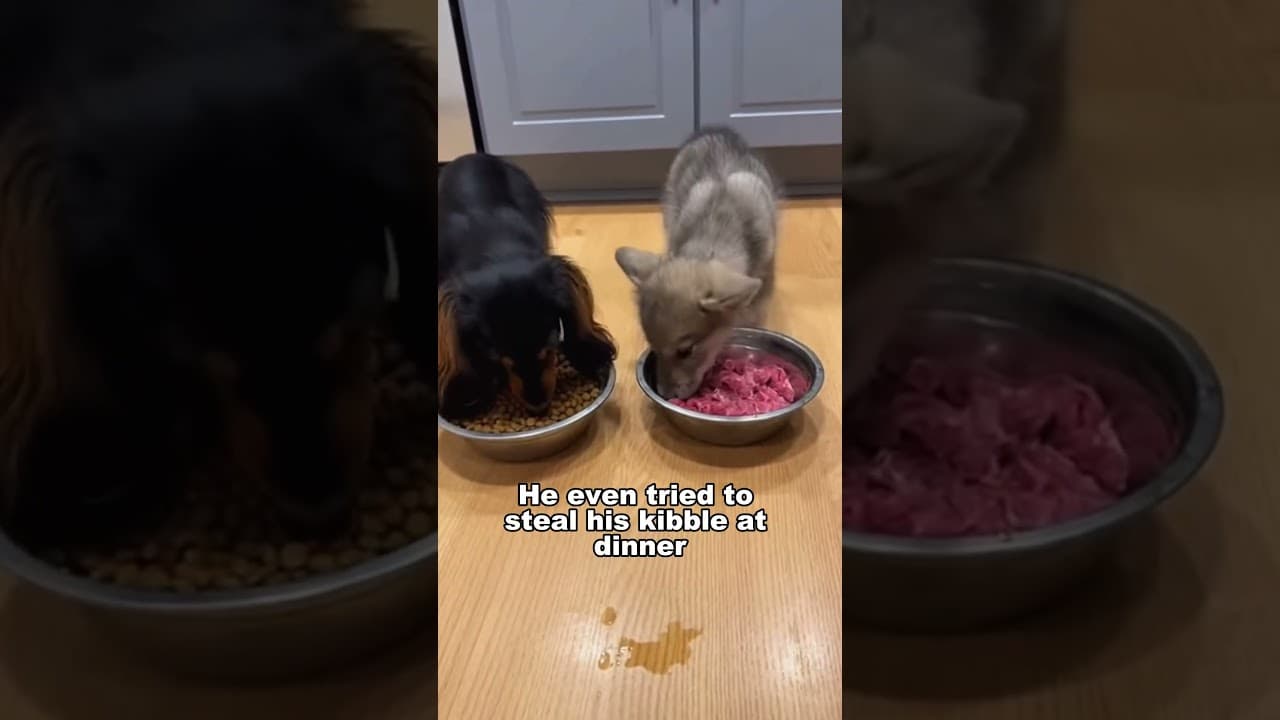 My Dog Brought A WOLF Home Through The Doggy Door