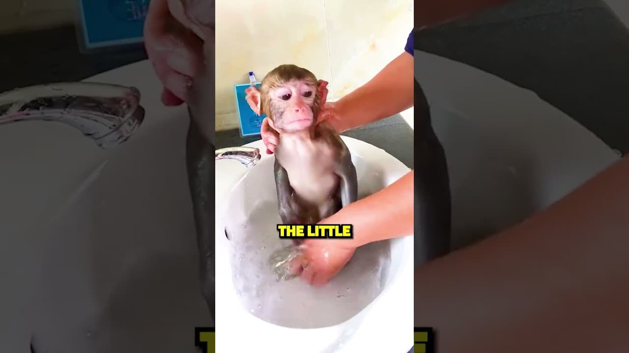 Monkey’s First Bath! 🐒🛁😲