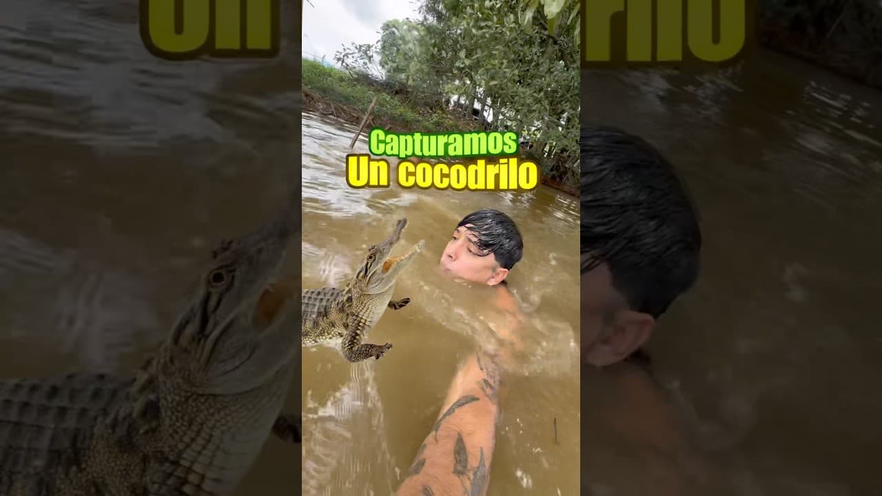 Capturamos un Cocodrilo