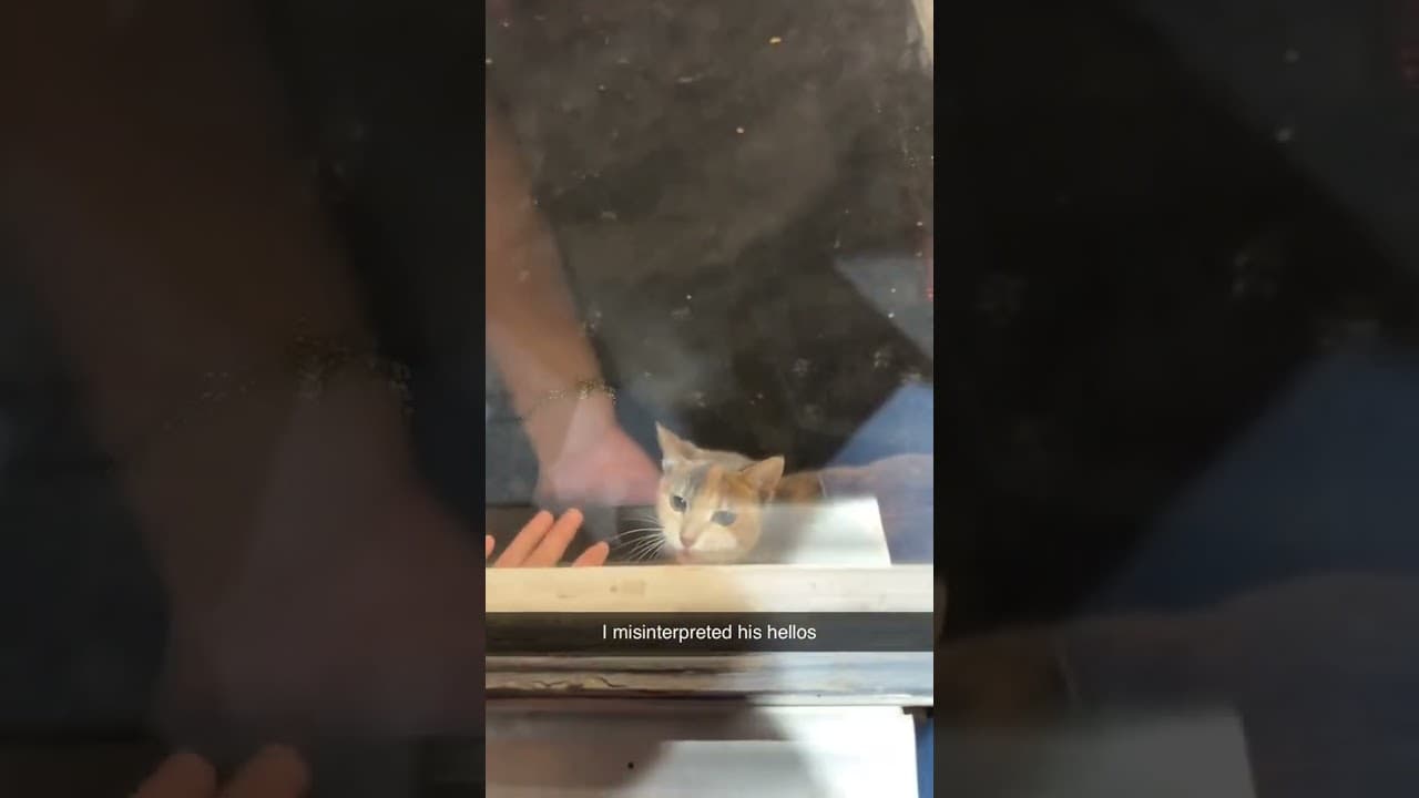 @mpeezeeno: The protector of the lobby 😭 we lowkey deserved this. #cat #catlover #kitty