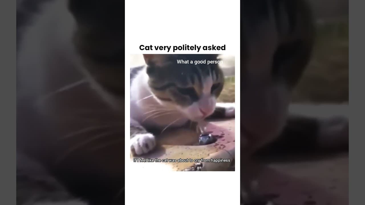 So sweet, that's nice of him to help that poor Kitty #cat #catlovers #catvideos