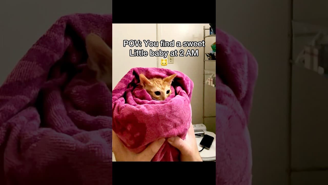 What should we name him? 😂 he’s a talkative little kitty 🐱#pov #cats #newbornkittens #straycat