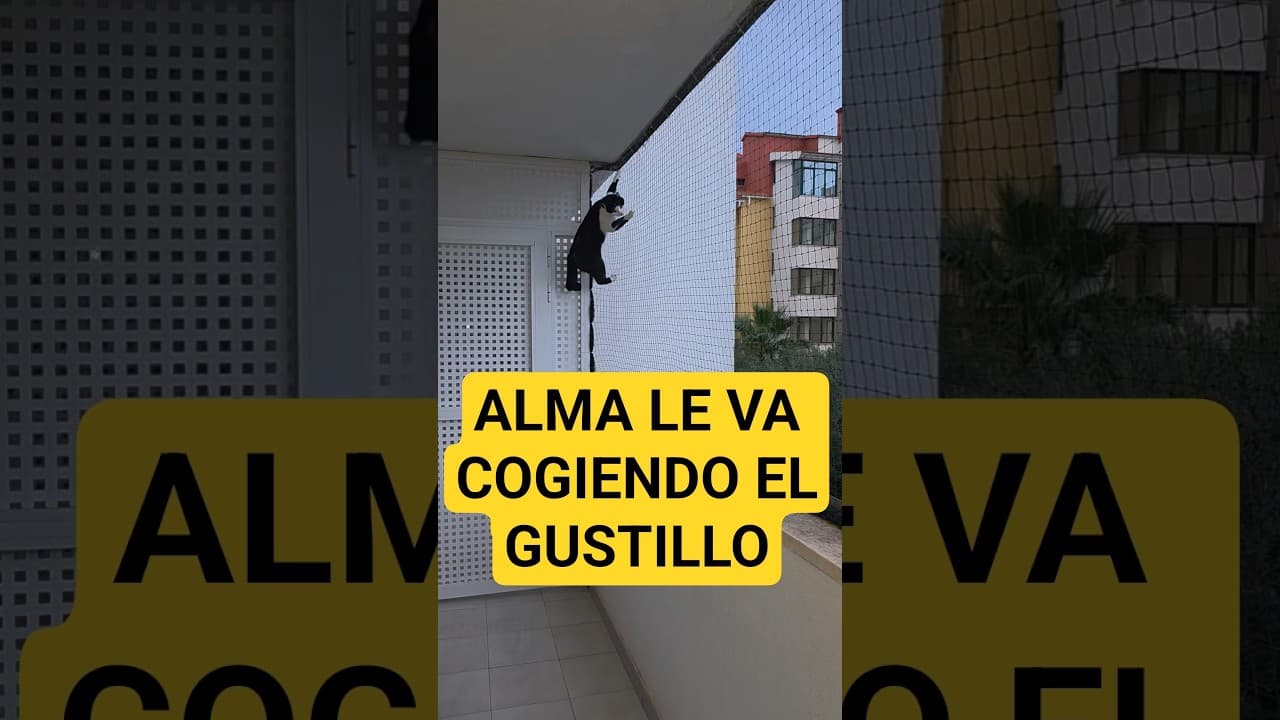 PAPÁ DEJAME QUE HE VISTO UNA MOSCA #viral #cat #gatos