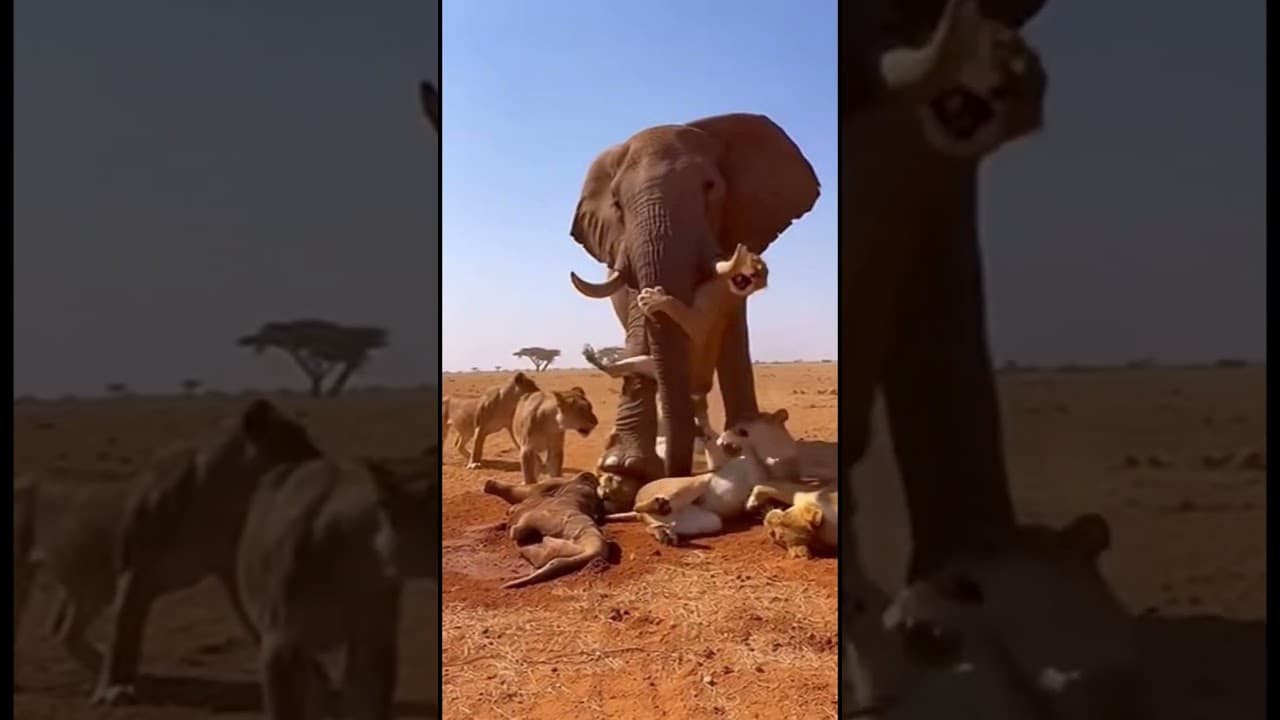 Elephant vs 9 Lions - Epic Battle for Survival Caught on Camera