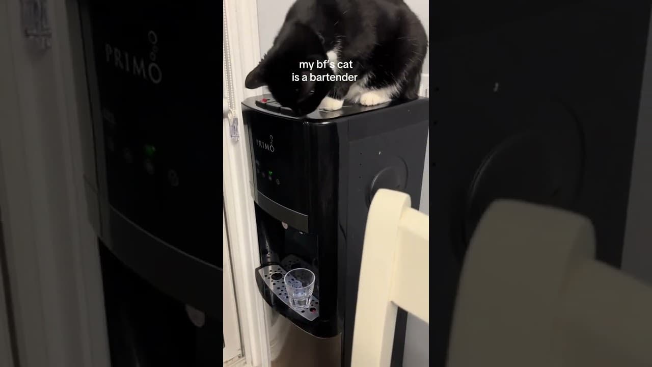 @ketara.hannouche: she’s so precious 🥹 #cat  #catlover #kitty