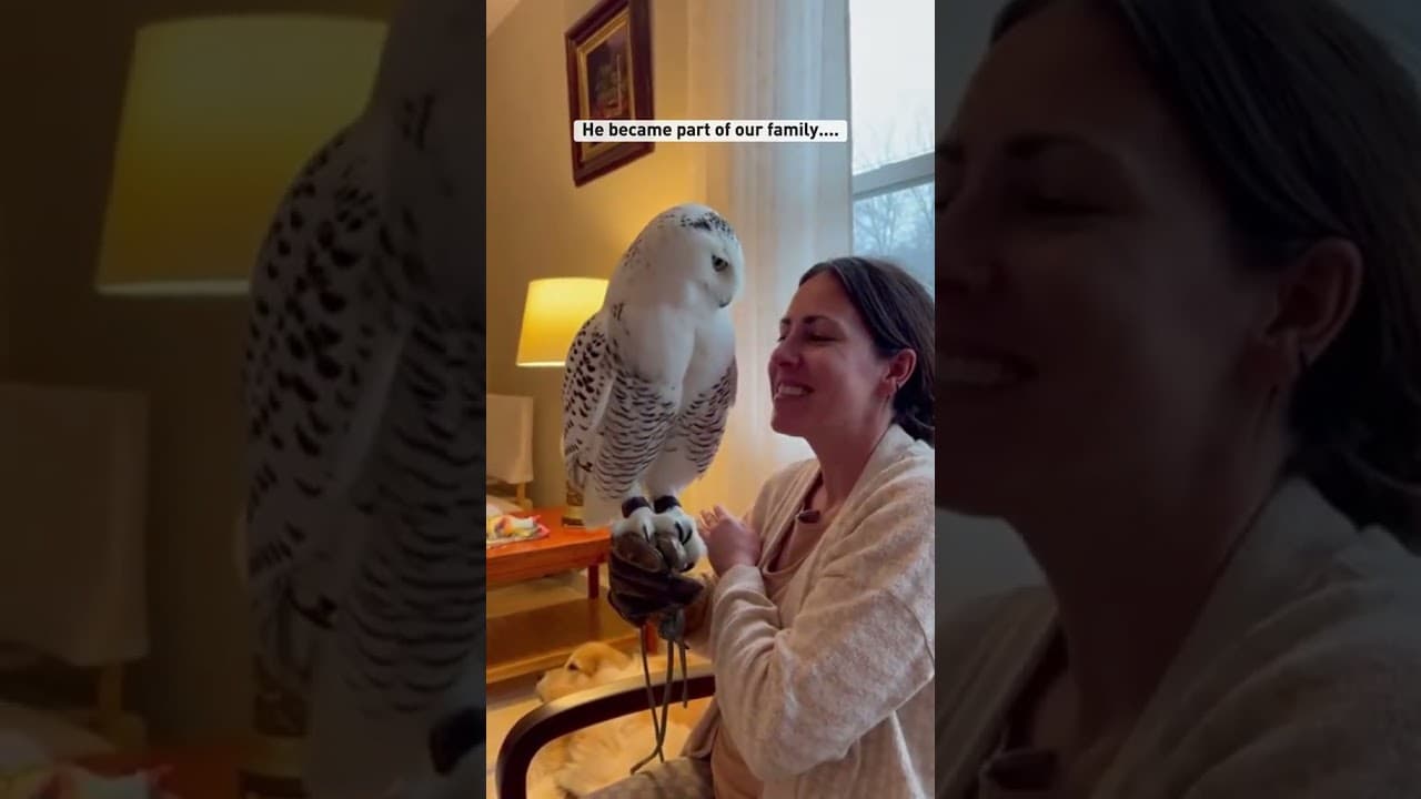 A Tiny Snowy Owl Was Screaming Under A Red Fox's Teeth #fox #rescue #shorts