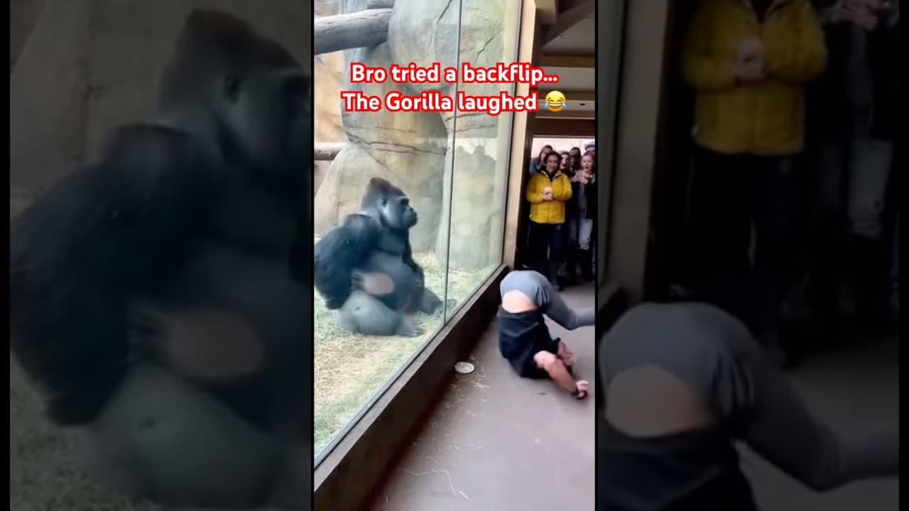 Gorilla Laughs After Man Fails His Backflip At The Zoo #subscribe #shorts