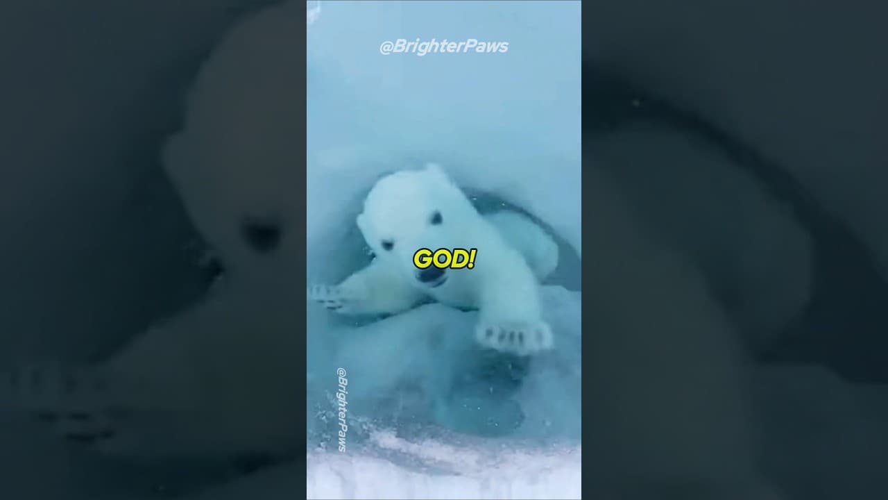 Proof That Animals Have Souls 🐻‍❄✨️ #animalrescue #humanity
