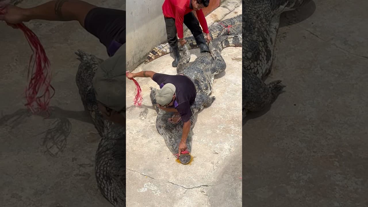 These two crocodiles are significantly bigger than the two of them