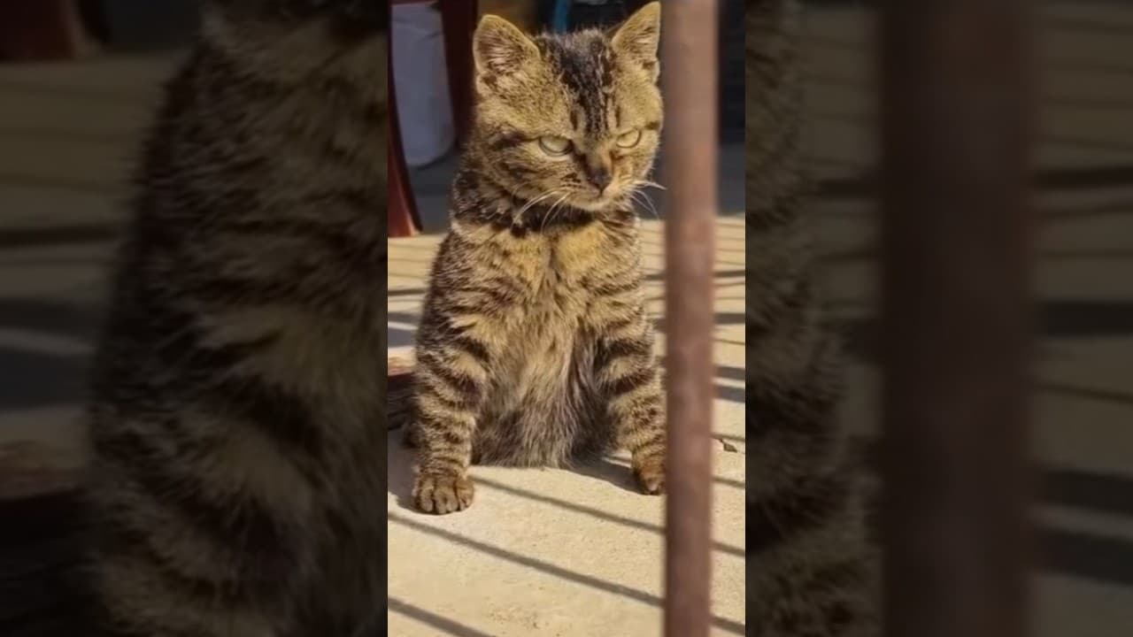 funny cat FUNNY CAT funny cat