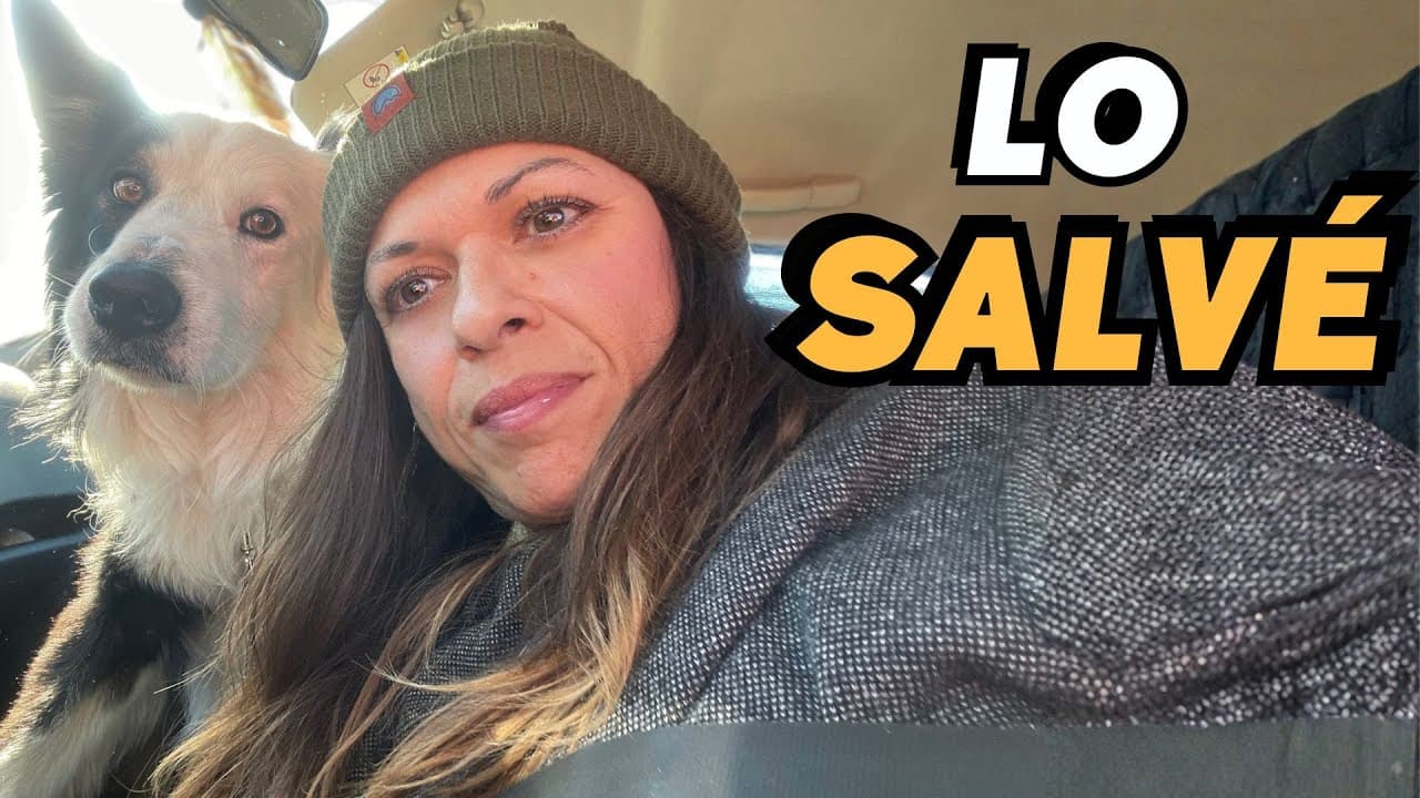 Rescaté a este perro en plena CARRETERA... y esto fue lo que pasó 🐾  Vlog274