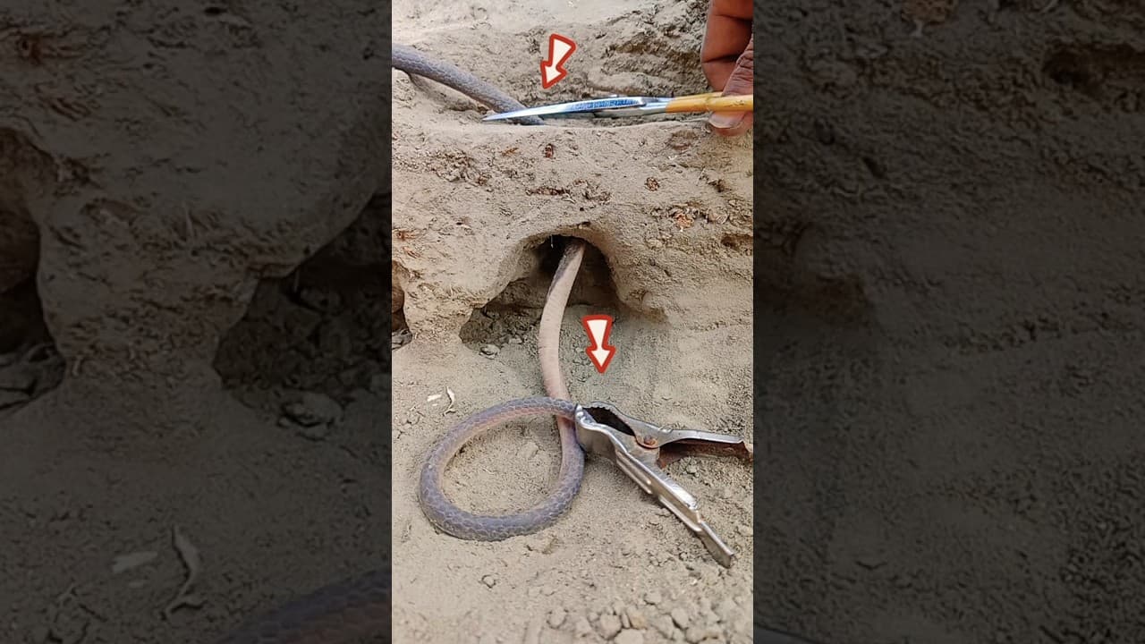 locked Scissors the power Snake😱 #snake #power #scissors #shorts