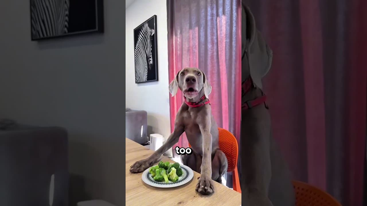 The Lady Gave Her Dogs Vegetables 🤮#Catsoftiktok#CatLovers #cat #cute #FunnyCats#catcartoon #fyp