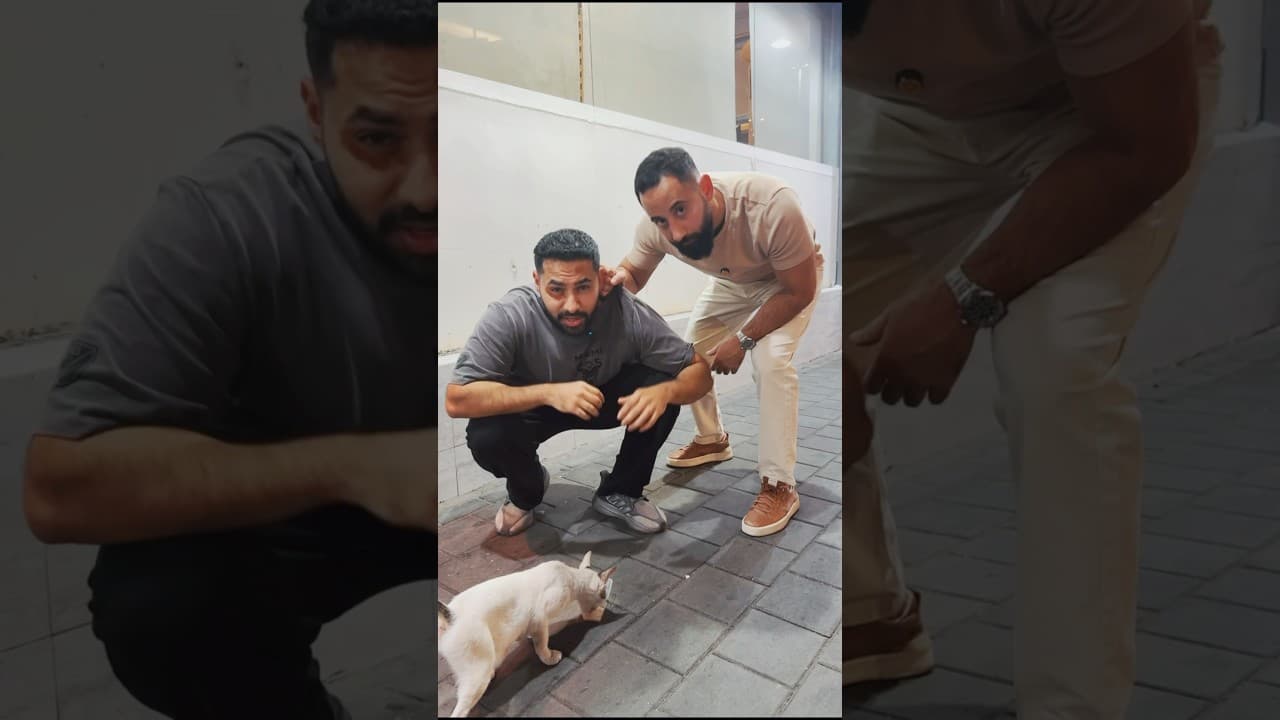 قرف القطط قدام المطاعم