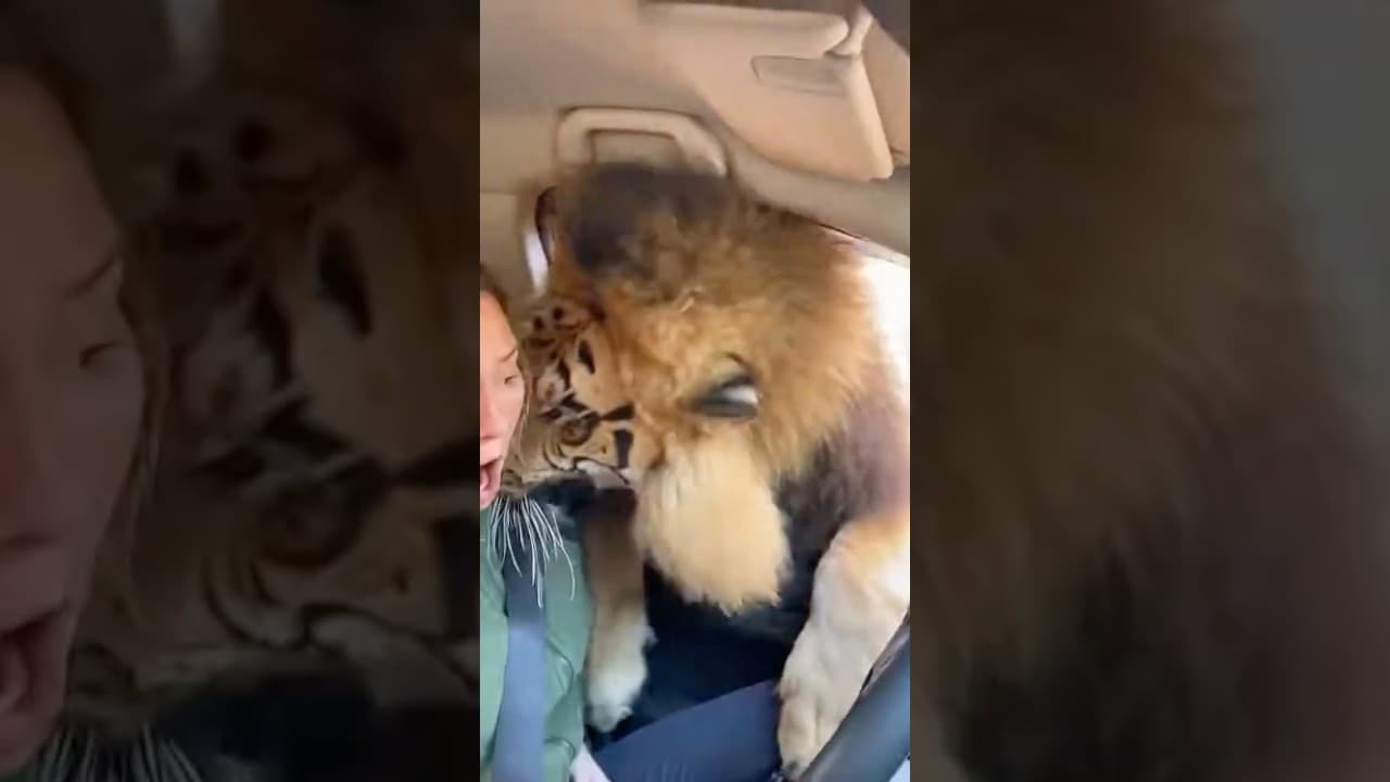 Safari Gone Wrong — Lion Gets Inside the Vehicle! #shortvideo #shortviral #short #animals