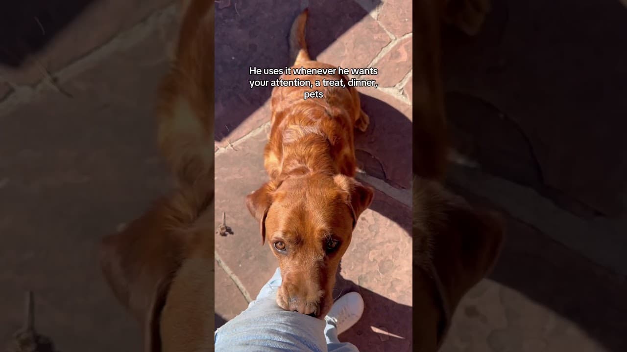 Does anyone else have a dog that likes to boop?