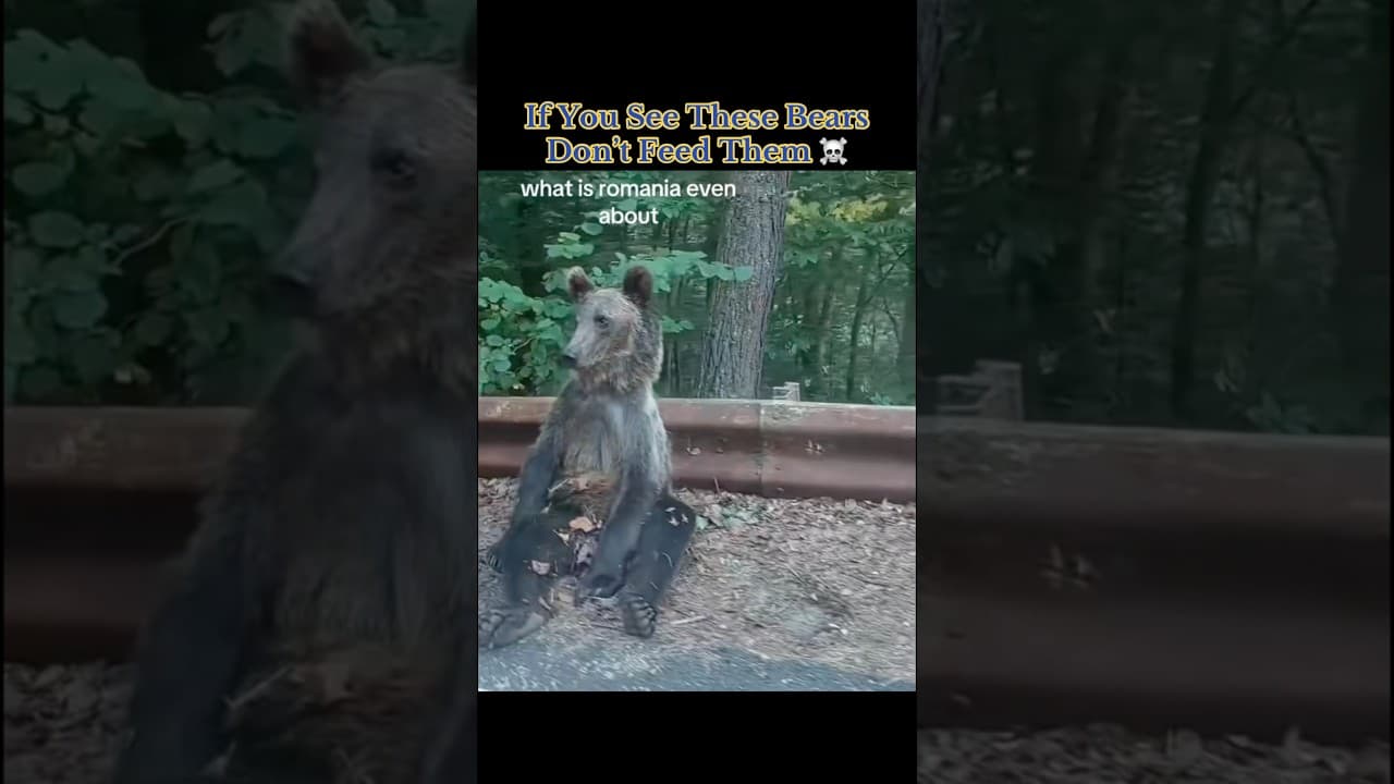 If You See These Bears Don’t Feed Them ☠️ #interesting