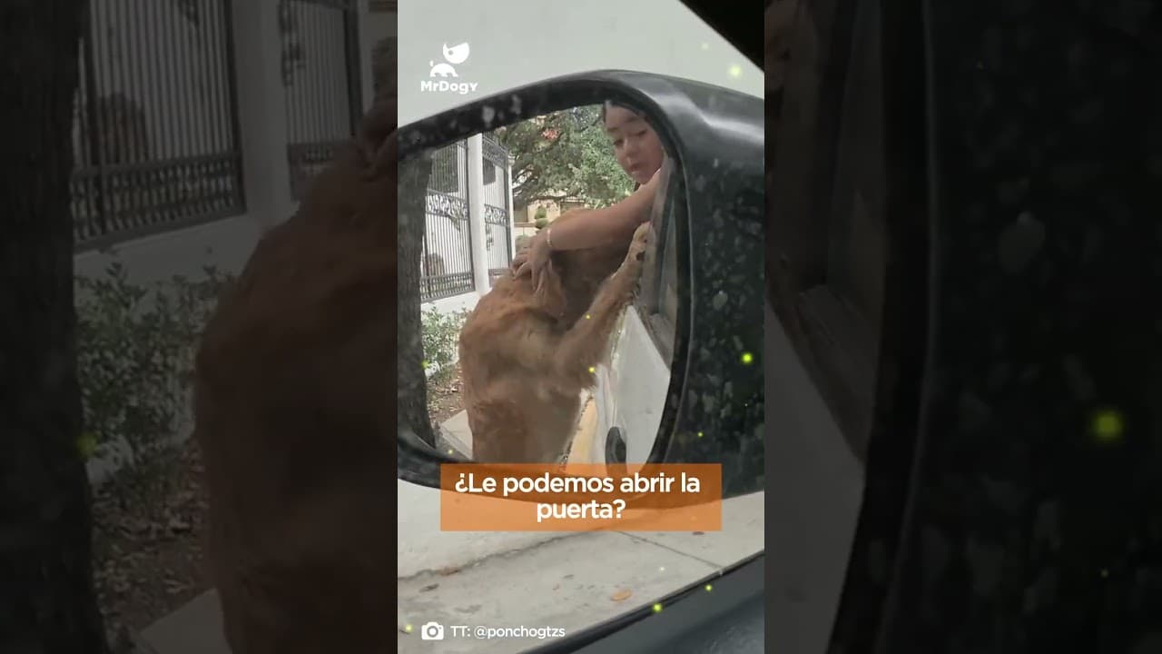 Niña adopta a Perrita Canela