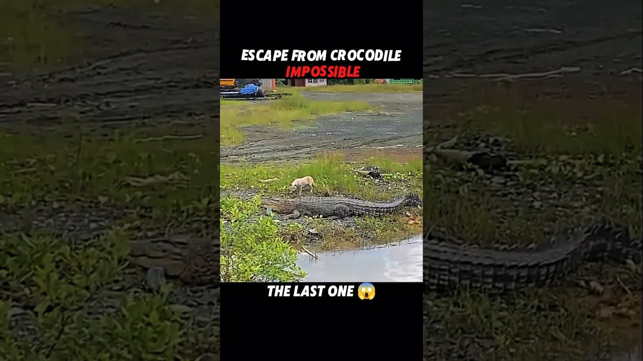 No Animal Escapes Crocodiles... Except the Impala! #trending #animals #wildlife #crocodile #shorts