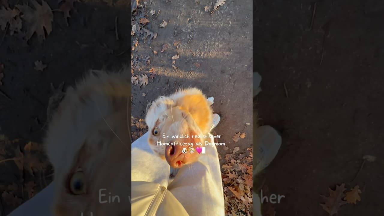 Kleiner Vlog von uns 🦮🩷