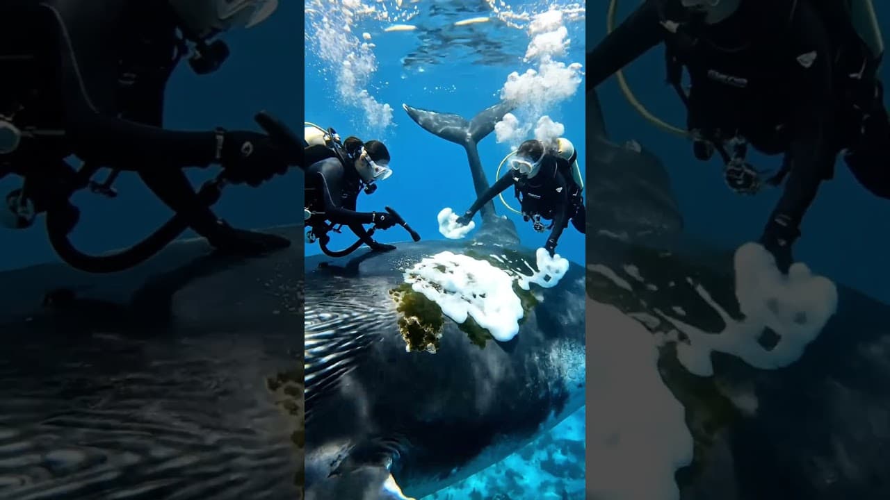 Blue Whale Rescue at Sea | Helicopter Divers Provide Gentle Care