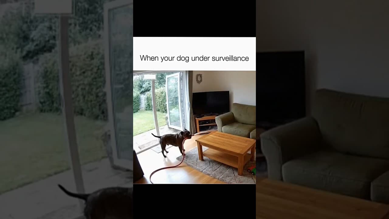 Dogs being idiots part 223: Dogs under surveillance 🤣#funnydog #funnypet #cutedog #dog #pets #shorts