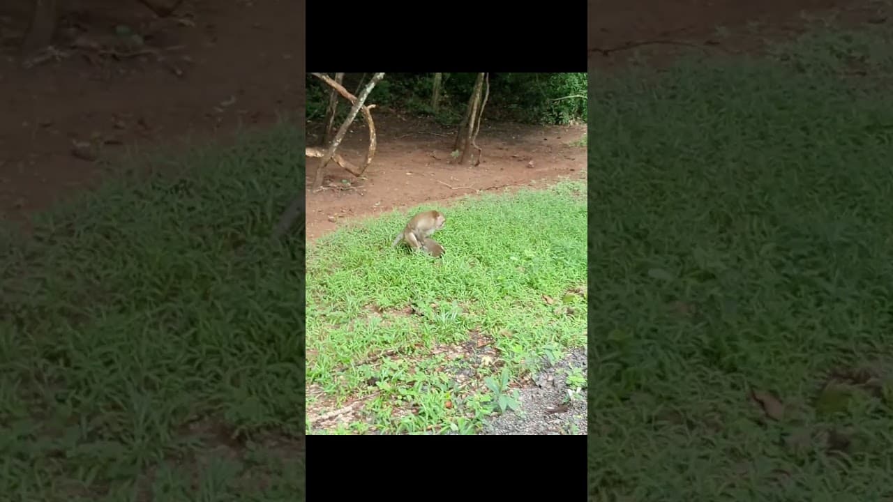 Wildlife monkey actions 07