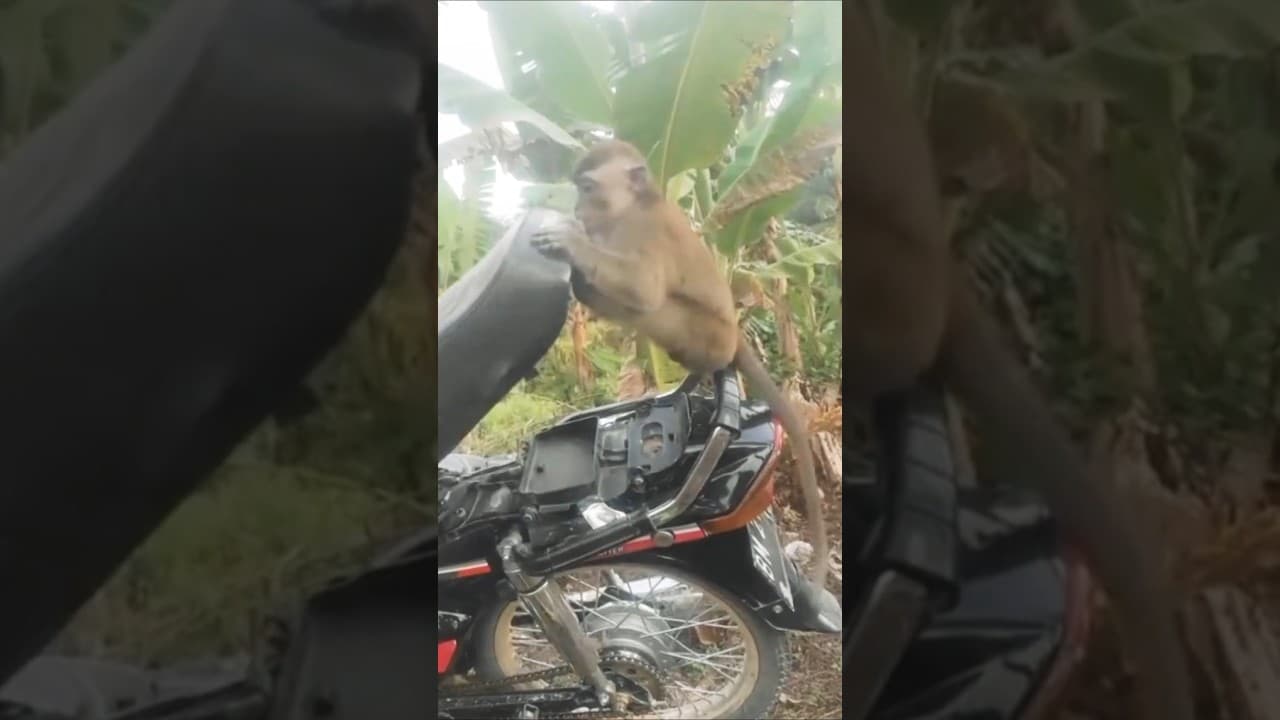 Monkey Gets Hit by a Falling Bike Seat 😂