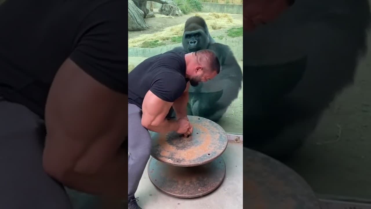 The Gorilla Starts Laughing in a Hilarious Moment