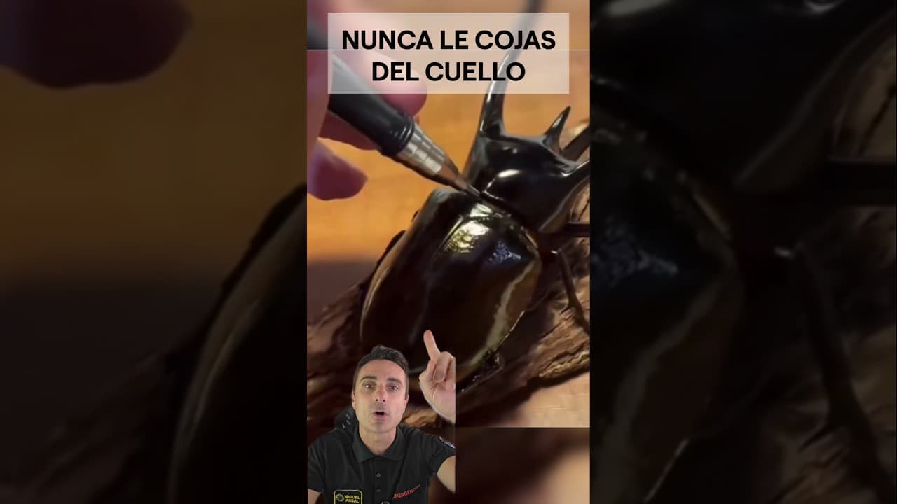 Nunca le cojas del cuello.#supervivencia #sabiasque #curiosidades