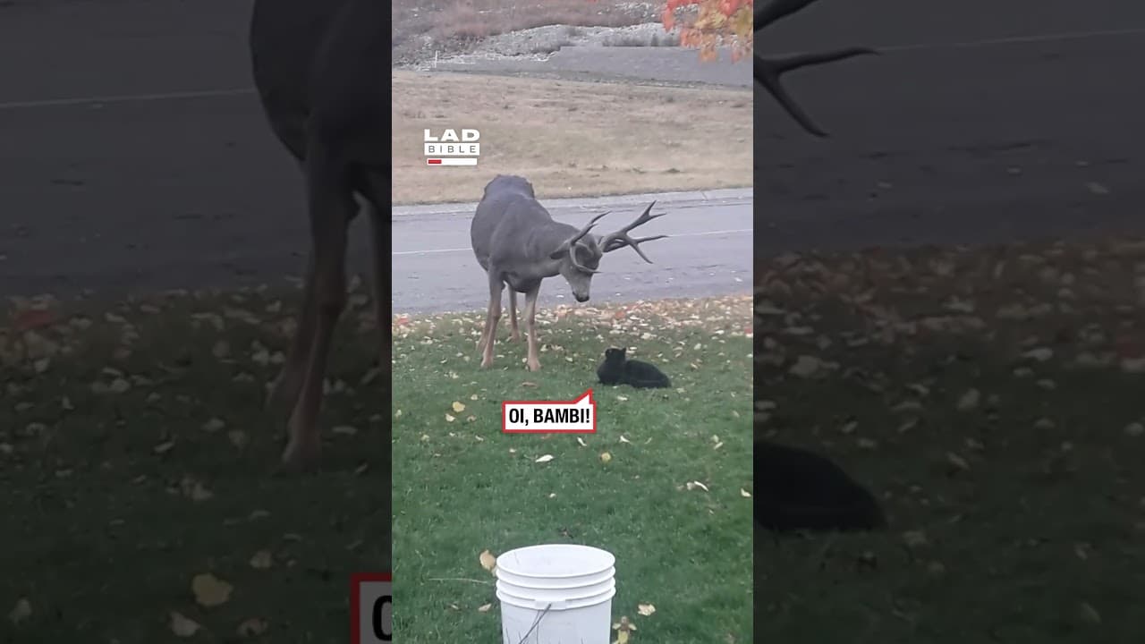 Fearless cat confronts deer 💀 (🎥: ViralHog)